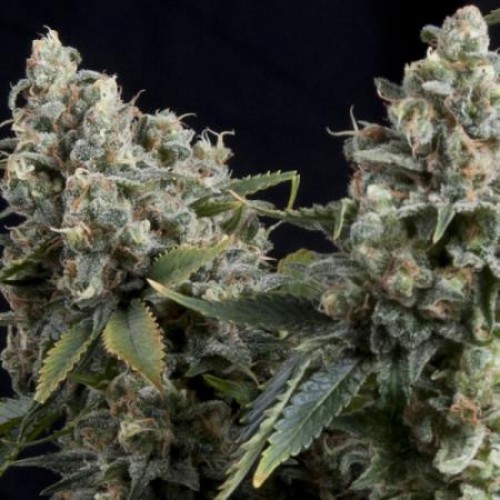 Auto Tutankhaton Silver regular