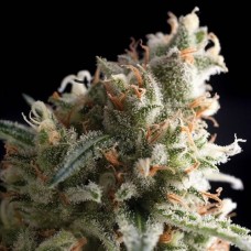 Насіння Violator Kush Feminised Silver