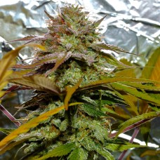 White Diesel Haze Feminised Silver