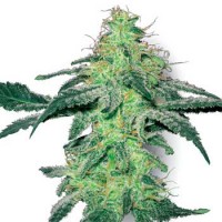 White Skunk Silver