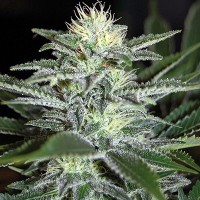 Насіння White Widow Feminised Silver