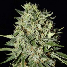 Насіння White Widow Silver