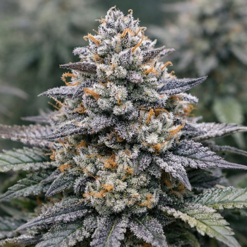 Насіння GMO x Cookies #16 Feminised Silver