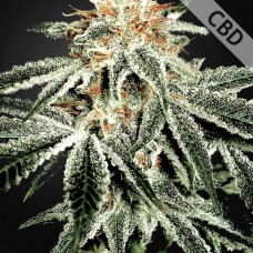 Насіння Auto CBD White Widow Feminised