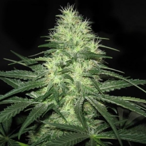 Насіння Auto White Widow Feminised