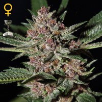 Насіння Bubba Kush Feminised
