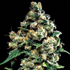 Jack Herer Feminised