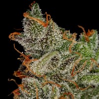 Насіння King's Kush Feminised