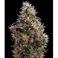Насіння Auto Sweet Mango Feminised