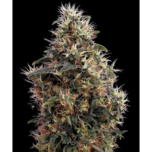 Насіння Auto Sweet Mango Feminised