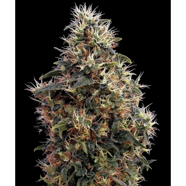 Насіння Auto Sweet Mango Feminised