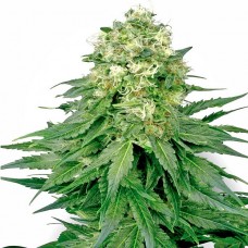 Насіння White Widow Feminised