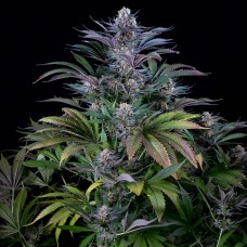 Насіння Super Silver Haze Feminised