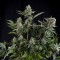 Насіння Auto CBD White Widow Feminised