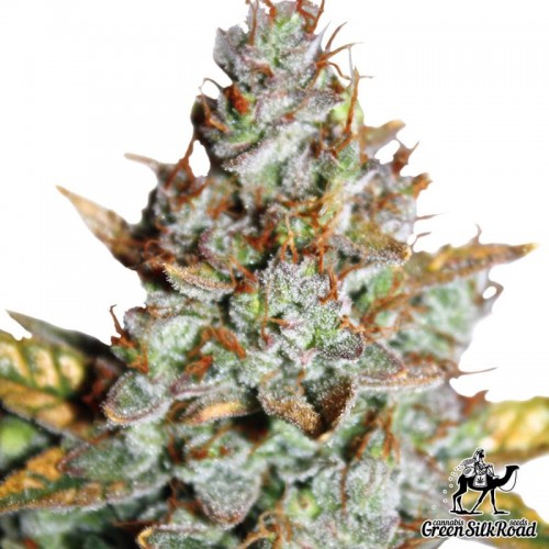 Насіння Auto Blueberry Feminised