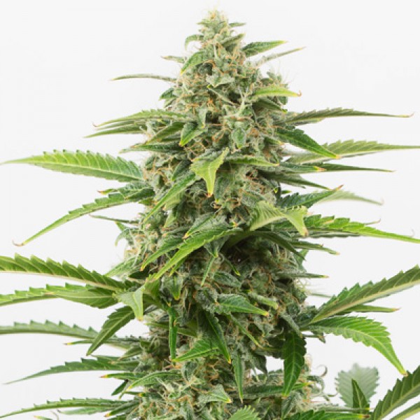 Насіння Auto Critical Feminised
