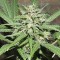 Насіння Auto Great White Shark Feminised