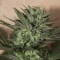 Насіння Auto Great White Shark Feminised
