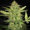 Насіння Auto Lemon Skunk Feminised