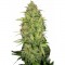 Насіння Auto Lemon Skunk Feminised