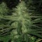 Насіння Auto Northern Lights Feminised