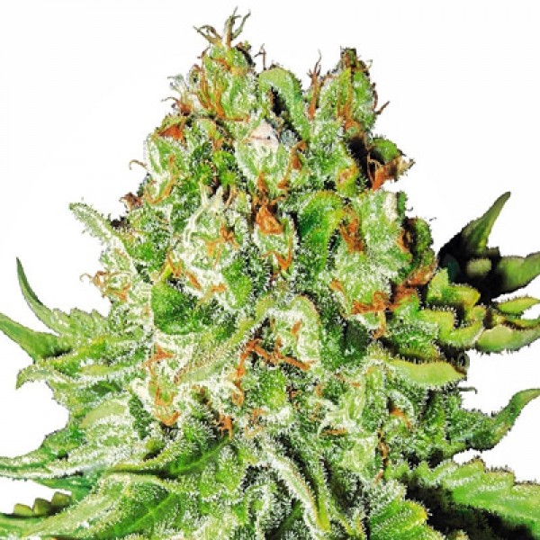 Насіння Auto Northern Lights Feminised
