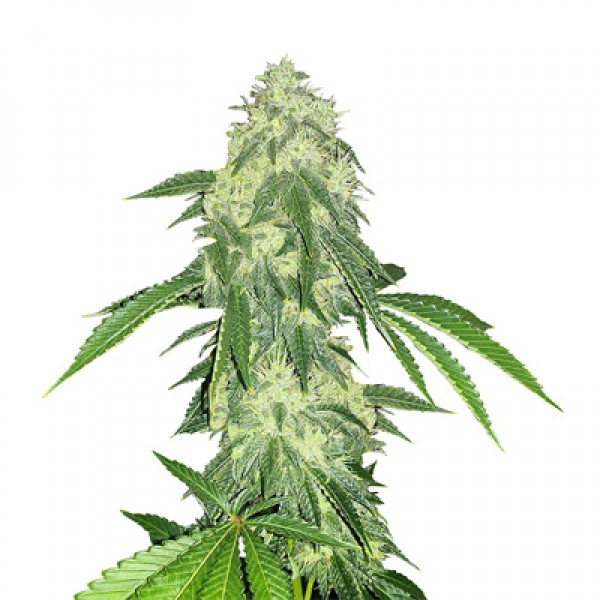 Насіння Auto Northern Lights Feminised