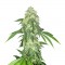 Насіння Auto Northern Lights Feminised