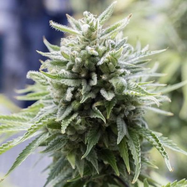 Насіння Auto OG Kush Feminised