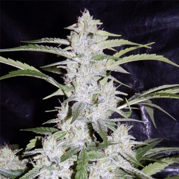 Насіння Auto OG Kush Feminised