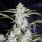 Насіння Auto OG Kush Feminised