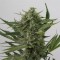 Насіння Auto OG Kush Feminised