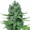 Насіння Auto Super Skunk Feminised