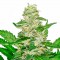 Насіння Auto Super Skunk Feminised