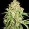 Насіння Auto White Russian Feminised