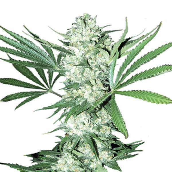 Насіння Auto White Widow Feminised