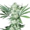 Насіння Auto White Widow Feminised