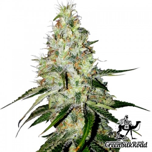 Насіння Auto White Widow Feminised