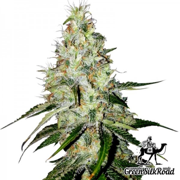 Насіння Auto White Widow Feminised