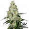 Насіння Auto White Widow Feminised