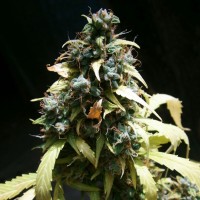 Auto Amnesia Feminised