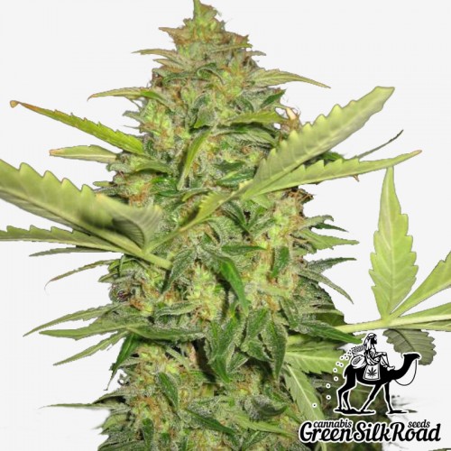 Насіння Auto Lemon Skunk Feminised