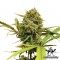 Насіння Auto Northern Lights Feminised