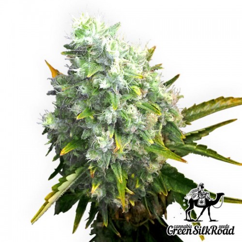 Насіння Auto OG Kush Feminised