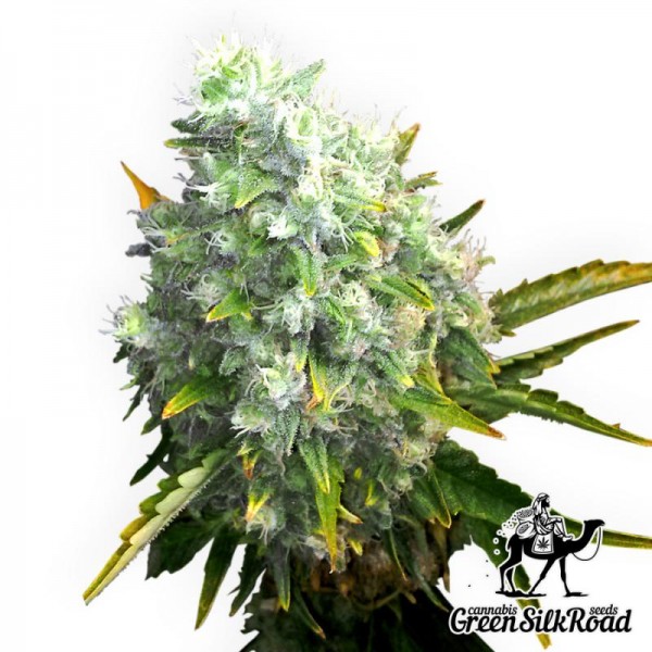 Насіння Auto OG Kush Feminised