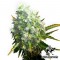 Насіння Auto OG Kush Feminised