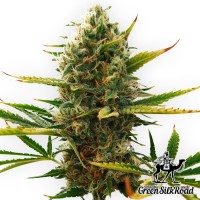 Насіння Auto Super Skunk Feminised
