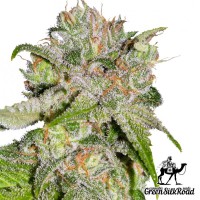 Насіння Auto Sweet Tooth Feminised