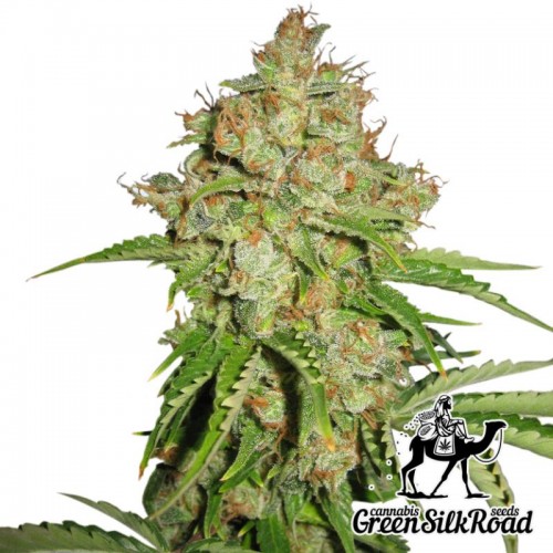 Насіння Auto White Russian Feminised