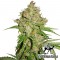 Насіння Auto White Russian Feminised